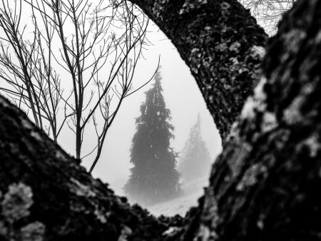 Like a Tree